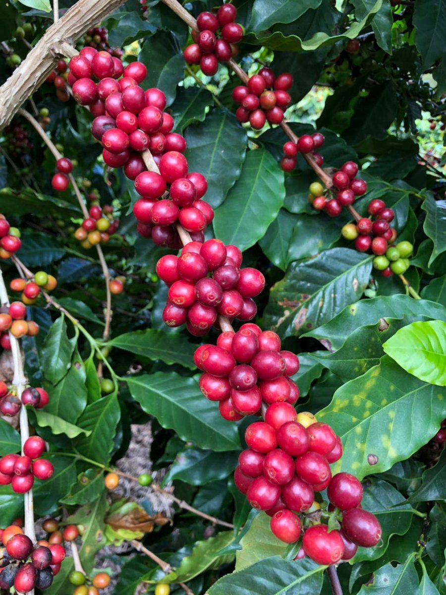 Brazilian Coffee By Regions