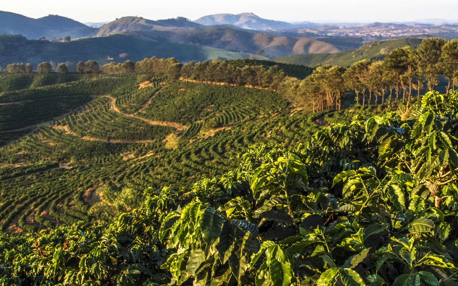 Brazilian Coffee Areas