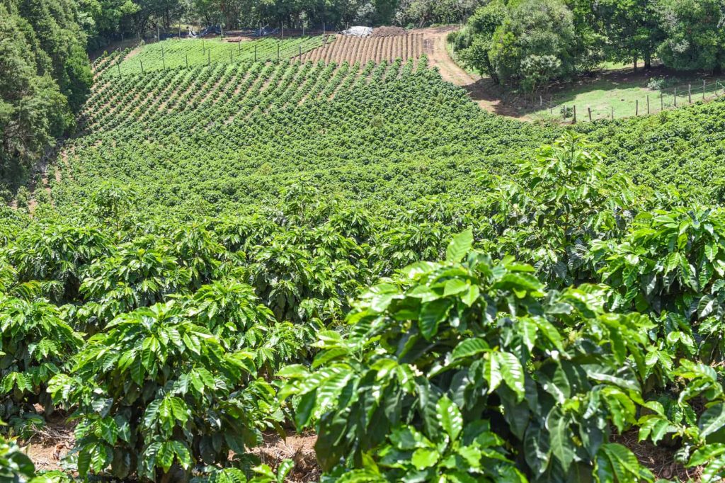 Costa Rican Coffee - Naranjo Coffee