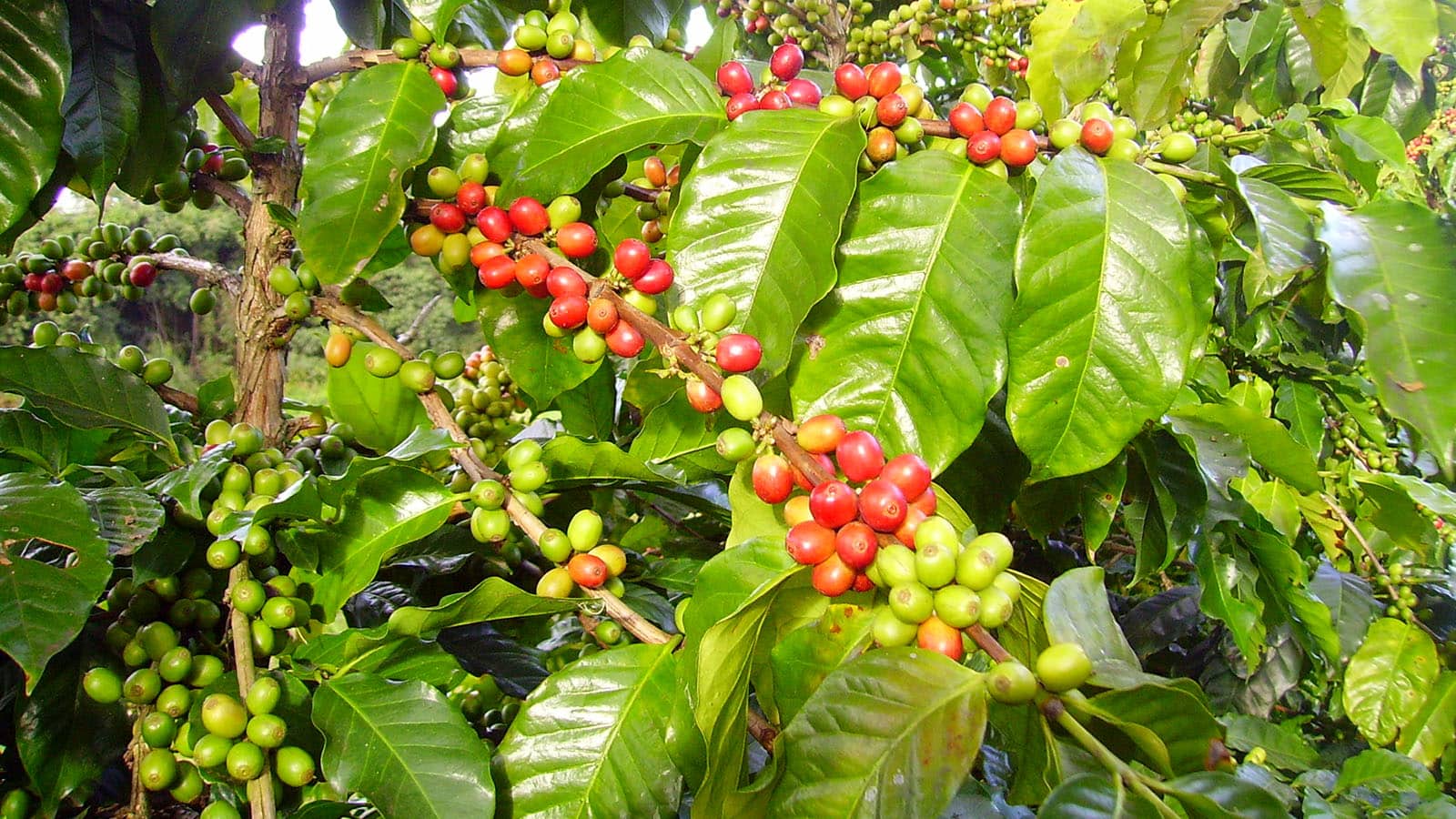 best organic coffee plant